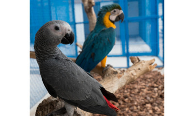 ¿Qué comen los pajaritos bebes?